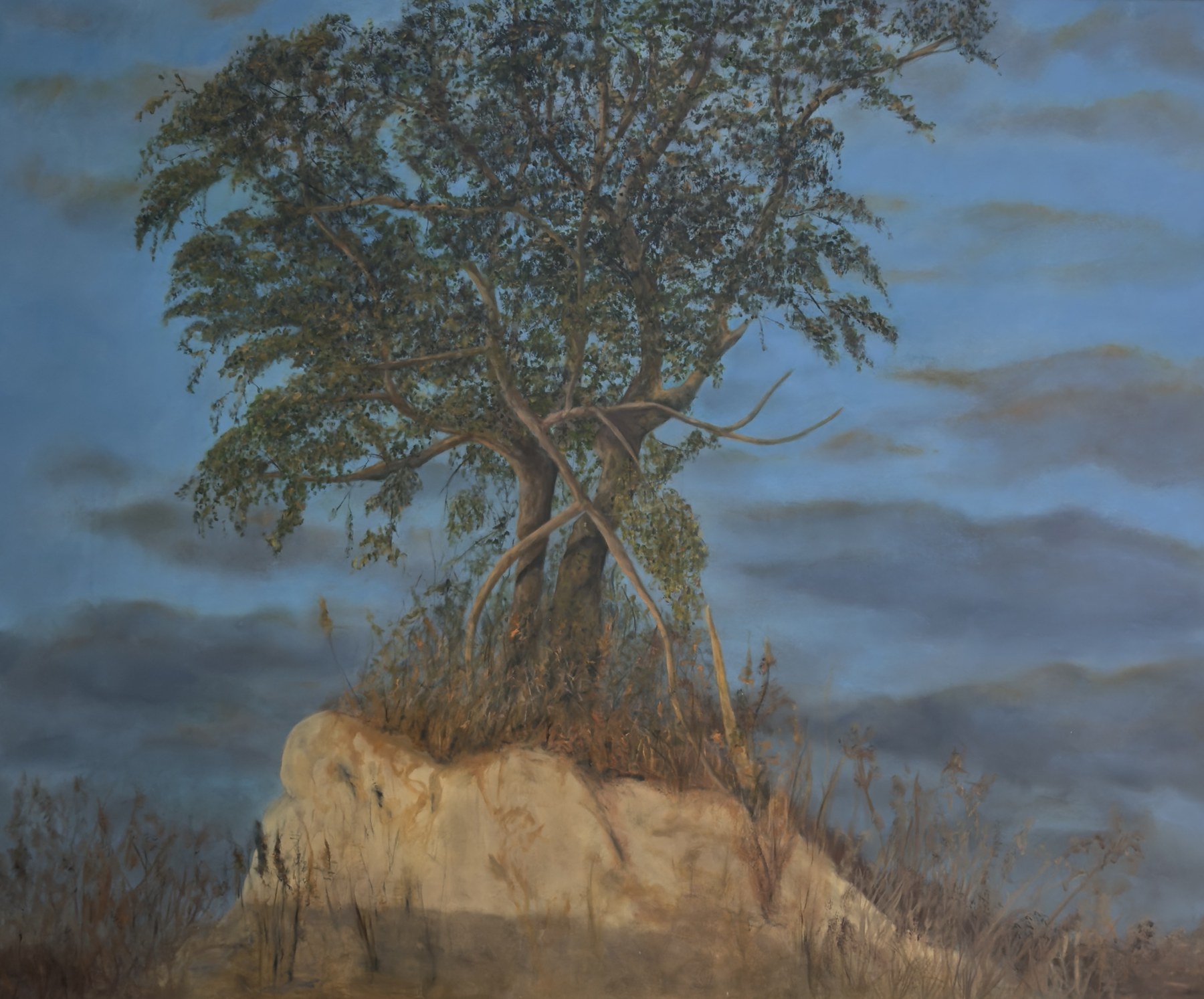 A lone tree with a wind-swept canopy standing on a pale outcrop of sandy rock, scrub and dry grasses at its base, against a deep blue sky banded with cloud.